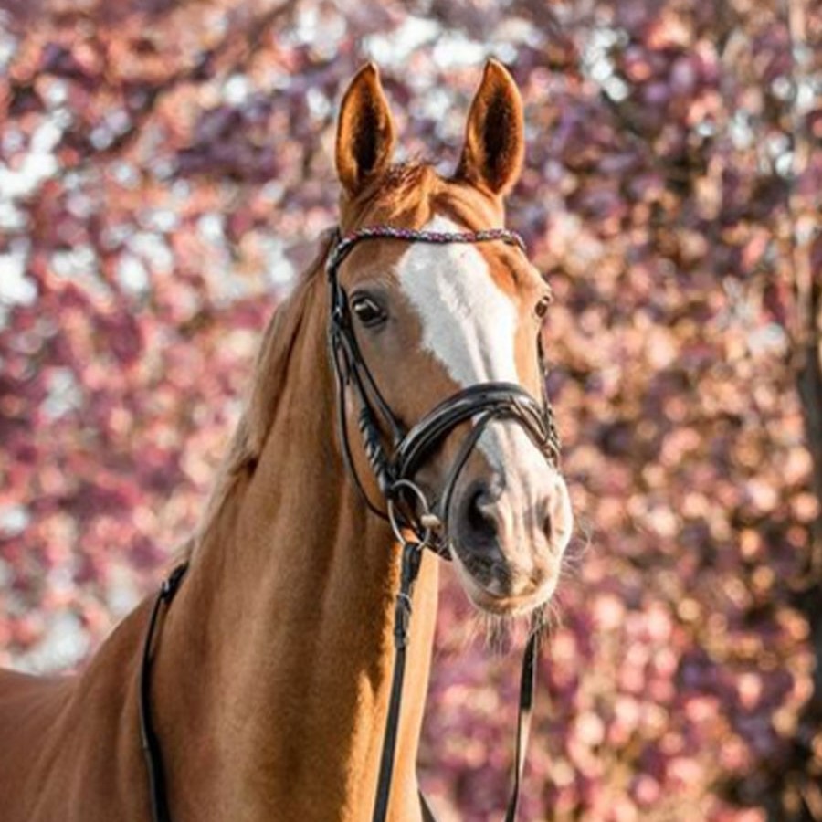 Startseite Vollblutreiter.de Trickfilm Design voher nachher vergleich1 1